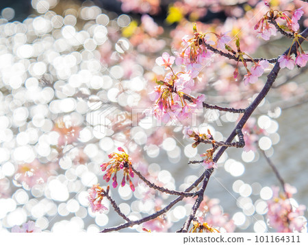 Yoritomo cherry blossoms (Kawazu cherry blossoms) in Yasuda, Chiba Prefecture, in full bloom heralding the arrival of spring 101164311