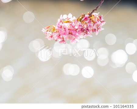 千葉縣安田市的賴朝櫻花(河津櫻花)盛開,預示著春天的到來 千葉縣安田市的賴朝櫻花(河津櫻花)盛開,預示著春天的到來 101164335