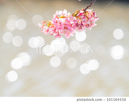 千葉縣安田市的賴朝櫻花（河津櫻花）盛開，預示著春天的到來 101164338