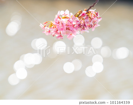 千葉縣安田市的賴朝櫻花（河津櫻花）盛開，預示著春天的到來 101164339