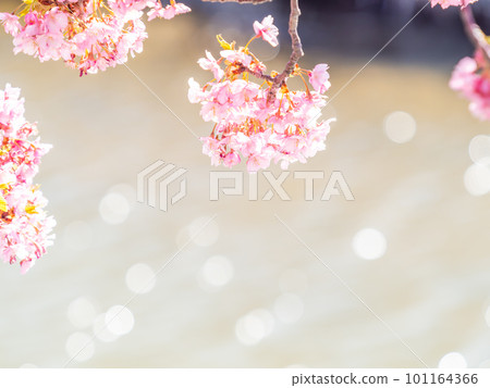 Yoritomo cherry blossoms (Kawazu cherry blossoms) in Yasuda, Chiba Prefecture, in full bloom heralding the arrival of spring Yoritomo cherry blossoms (Kawazu cherry blossoms) in Yasuda, Chiba Prefecture, in full bloom heralding the arrival of spring 101164366