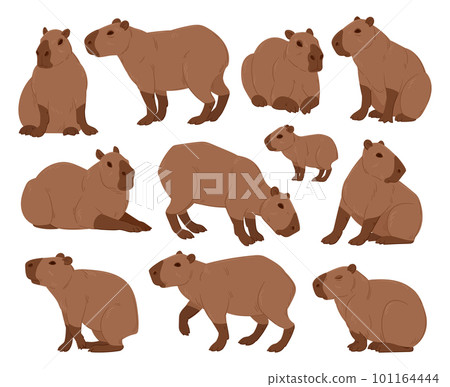 Cartoon capybara. Cute capybaras, funny semi-aquatic wild animals, herbivore mammal hydrochoerus flat vector illustration set. Capybara rodent collection Cartoon capybara. Cute capybaras, funny semi-aquatic wild animals, herbivore mammal hydrochoerus flat vector illustration set. Capybara rodent collection 101164444