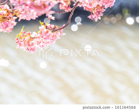 Yoritomo cherry blossoms (Kawazu cherry blossoms) in Yasuda, Chiba Prefecture, in full bloom heralding the arrival of spring Yoritomo cherry blossoms (Kawazu cherry blossoms) in Yasuda, Chiba Prefecture, in full bloom heralding the arrival of spring 101164568