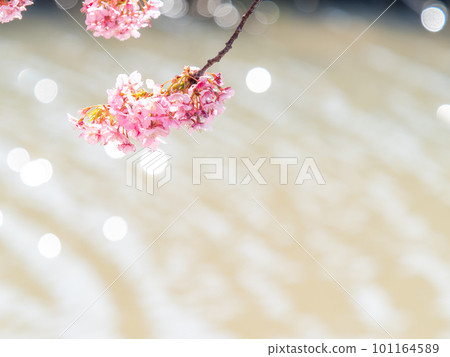 千葉縣安田市的賴朝櫻花（河津櫻花）盛開，預示著春天的到來 101164589