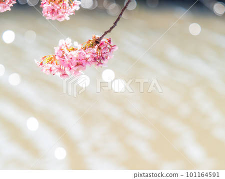 Yoritomo cherry blossoms (Kawazu cherry blossoms) in Yasuda, Chiba Prefecture, in full bloom heralding the arrival of spring 101164591