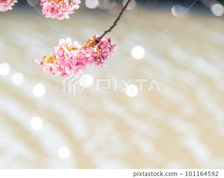 Yoritomo cherry blossoms (Kawazu cherry blossoms) in Yasuda, Chiba Prefecture, in full bloom heralding the arrival of spring 101164592