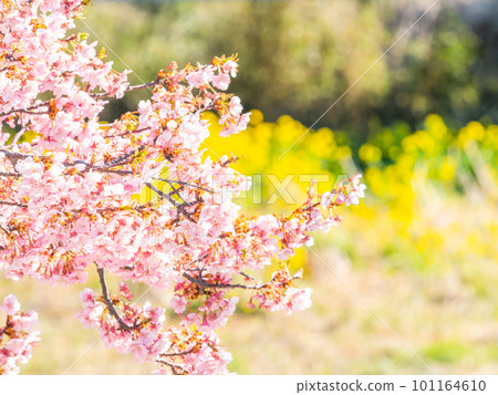 Yoritomo cherry blossoms (Kawazu cherry blossoms) in Yasuda, Chiba Prefecture, in full bloom heralding the arrival of spring 101164610