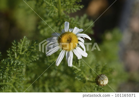Mount Atlas Daisy Mount Atlas Daisy 101165071