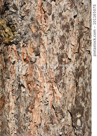 Black pine 101165078