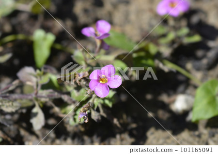 Ornamental bacopa Ornamental bacopa 101165091
