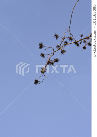 Turkish hazel Turkish hazel 101165096