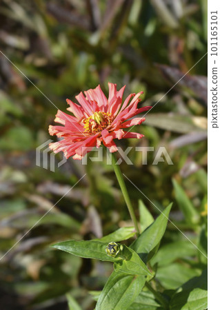 Pink colored zinnia 101165101