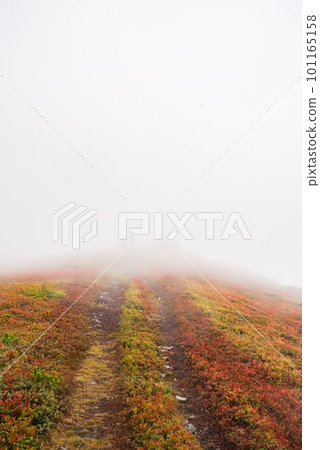 Road leading into the fog. Path leading to the clouds. Path and fog. 101165158