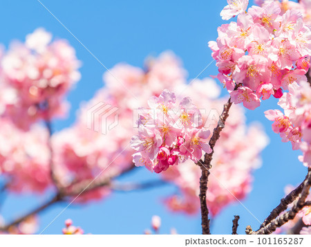 Yoritomo cherry blossoms (Kawazu cherry blossoms) in Yasuda, Chiba Prefecture, in full bloom heralding the arrival of spring Yoritomo cherry blossoms (Kawazu cherry blossoms) in Yasuda, Chiba Prefecture, in full bloom heralding the arrival of spring 101165287