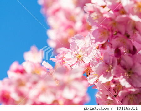 Yoritomo cherry blossoms (Kawazu cherry blossoms) in Yasuda, Chiba Prefecture, in full bloom heralding the arrival of spring Yoritomo cherry blossoms (Kawazu cherry blossoms) in Yasuda, Chiba Prefecture, in full bloom heralding the arrival of spring 101165311