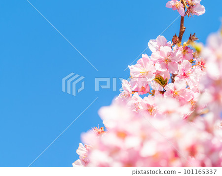 Yoritomo cherry blossoms (Kawazu cherry blossoms) in Yasuda, Chiba Prefecture, in full bloom heralding the arrival of spring Yoritomo cherry blossoms (Kawazu cherry blossoms) in Yasuda, Chiba Prefecture, in full bloom heralding the arrival of spring 101165337