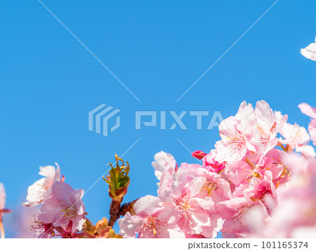 Yoritomo cherry blossoms (Kawazu cherry blossoms) in Yasuda, Chiba Prefecture, in full bloom heralding the arrival of spring Yoritomo cherry blossoms (Kawazu cherry blossoms) in Yasuda, Chiba Prefecture, in full bloom heralding the arrival of spring 101165374