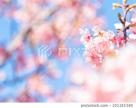 Yoritomo cherry blossoms (Kawazu cherry blossoms) in Yasuda, Chiba Prefecture, in full bloom heralding the arrival of spring 101165380