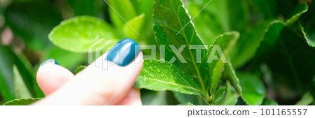 Female hands with green nail polish holding tropical leaves Female hands with green nail polish holding tropical leaves 101165557