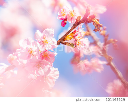 Yoritomo cherry blossoms (Kawazu cherry blossoms) in Yasuda, Chiba Prefecture, in full bloom heralding the arrival of spring 101165629