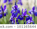 藍紫色鳶尾花 101165644