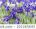 藍紫色鳶尾花 101165645
