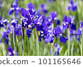 藍紫色鳶尾花 101165646