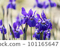藍紫色鳶尾花 101165647
