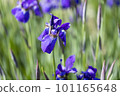 藍紫色鳶尾花 101165648