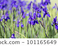 藍紫色鳶尾花 101165649