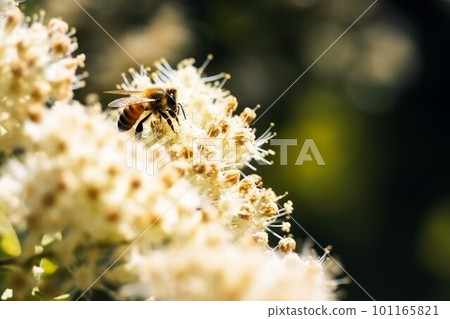 Bee collect nectar. Summer plant. Generate Ai Bee collect nectar. Summer plant. Generate Ai 101165821