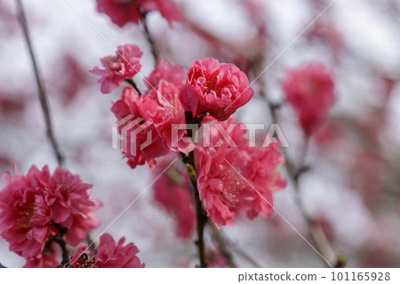 Dark pink plum blossoms 101165928