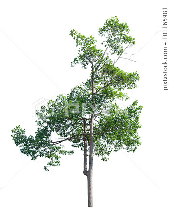 Green Tree Isolated 101165981
