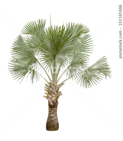 Copernicia hospita palm isolated Copernicia hospita palm isolated 101165986