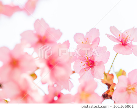 Kawazu cherry blossoms in full bloom bathed in the light of early spring Kawazu cherry blossoms in full bloom bathed in the light of early spring 101166001
