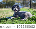 Toy poodle silver 101166082