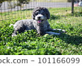 Toy poodle playing with dog run 101166099