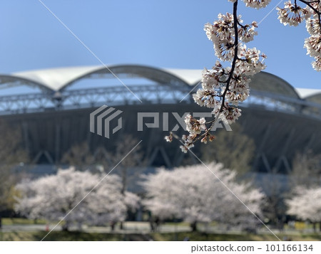 Scenery with cherry blossoms Scenery with cherry blossoms 101166134