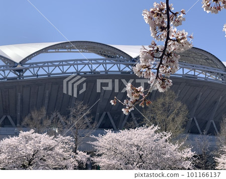 Scenery over the cherry blossoms Scenery over the cherry blossoms 101166137