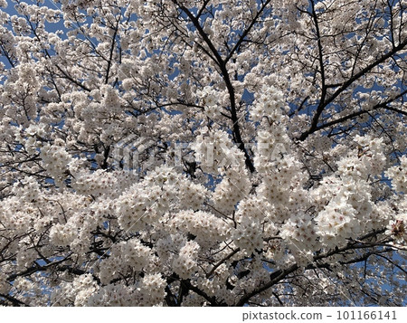 Cherry tree in full bloom Cherry tree in full bloom 101166141