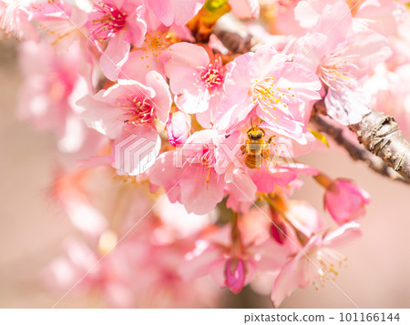 Spring scenery Cute honey bees seeking nectar from Kawazu cherry blossoms in full bloom Spring scenery Cute honey bees seeking nectar from Kawazu cherry blossoms in full bloom 101166144