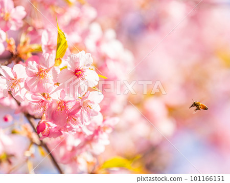 春景 可愛的蜜蜂在盛開的河津櫻花中採蜜 101166151