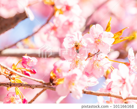 Spring scenery Cute honey bees seeking nectar from Kawazu cherry blossoms in full bloom 101166168
