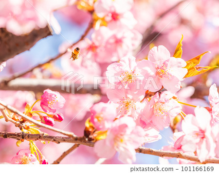 Spring scenery Cute honey bees seeking nectar from Kawazu cherry blossoms in full bloom Spring scenery Cute honey bees seeking nectar from Kawazu cherry blossoms in full bloom 101166169