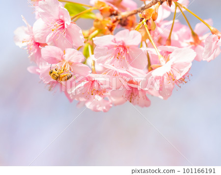 Spring scenery Cute honey bees seeking nectar from Kawazu cherry blossoms in full bloom 101166191