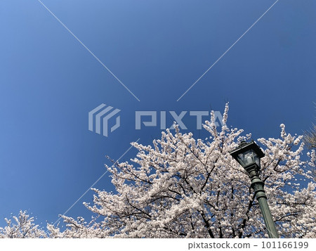 Blue sky and cherry blossoms in full bloom Blue sky and cherry blossoms in full bloom 101166199