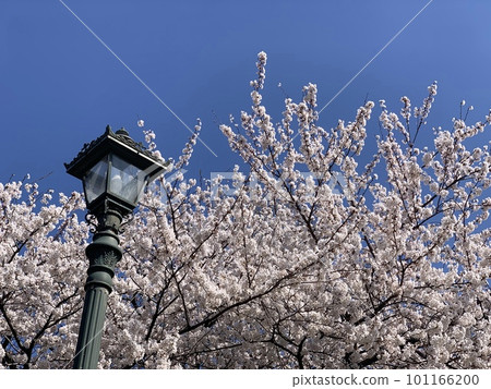 Cherry blossoms in full bloom shining in the blue sky Cherry blossoms in full bloom shining in the blue sky 101166200