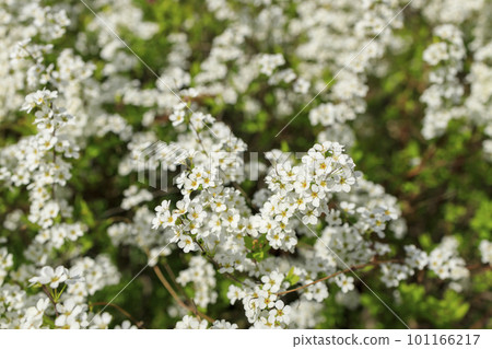 White poplar flower 101166217