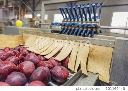 apples on automatic picking line 101166440