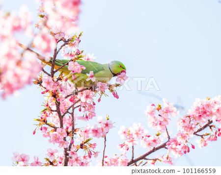 沐浴在早春的陽光下，前來觀賞盛開的河津櫻花的玫瑰環鸚鵡 101166559
